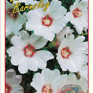 Lavatera 'Barnsley' 15-20 cm 3,0L