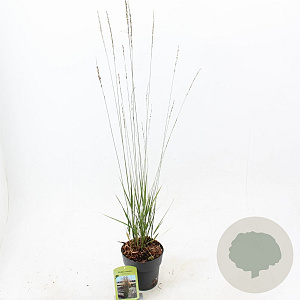 Molinia caerulea 'Heidebraut' 40-70 cm 2,0L