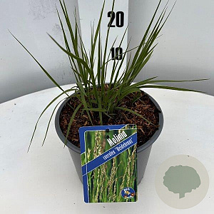 Molinia caerulea 'Heidebraut' GM C3
