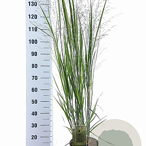Panicum virgatum 'Northwind' 60-90 cm 6,5L
