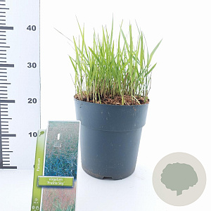 Panicum virgatum 'Prairie Sky' 60-90 cm 6,5L