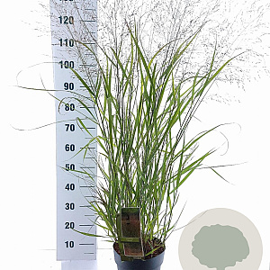 Panicum virgatum 'Squaw' 60-90 cm 6,5L