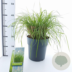 Pennisetum alopecuroides 30-40 cm 6,5L