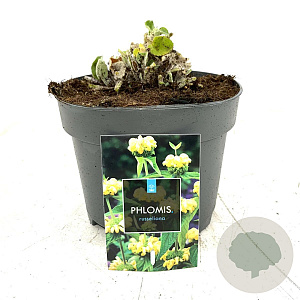 Phlomis russeliana GM 2,0L