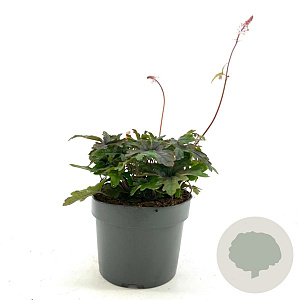 Tiarella 'Pink Skyrocket' GM 2,0L