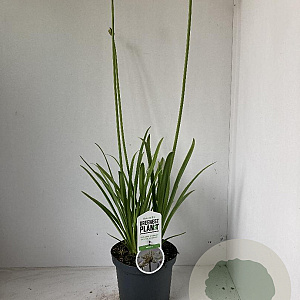 Agapanthus 'Leicester' 25-30 cm 3,0L