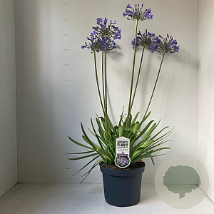Agapanthus 'Sunfield' 30-35 cm 7,5L