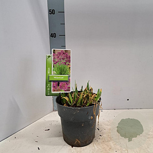 Allium 'Millenium' 20-25 cm 2,0L