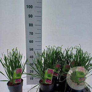 Allium 'Millenium' 20-25 cm 2,0L