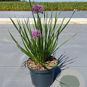 Allium 'Millenium' GM C3