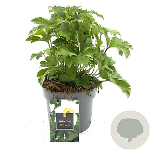 Anemone Elfin Swan GM 2,0L