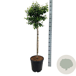Betula pendula 'Magical Globe' 90 cm stam 15L