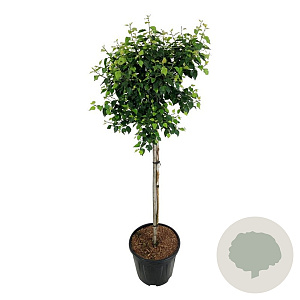 Betula pendula 'Magical Globe' 90 cm stam 15L