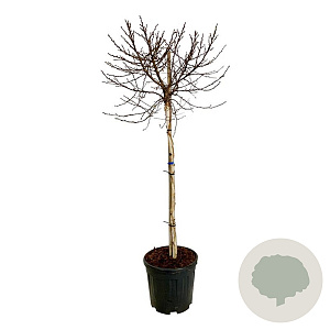 Betula pendula 'Magical Globe' 90 cm stam 15L