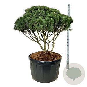 Pinus mugo mughus 100-125 cm cont. 285L scherm
