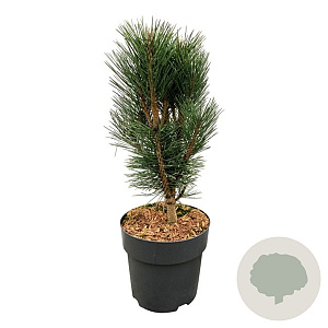 Pinus nigra 'Loïs' 30-40 cm 4,5L
