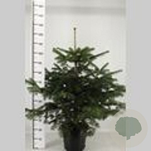 Abies nordmanniana 50-60 cm met kluit