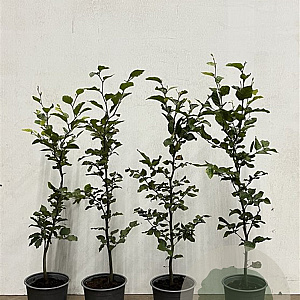 Fagus sylvatica 80-100 cm 2,5L