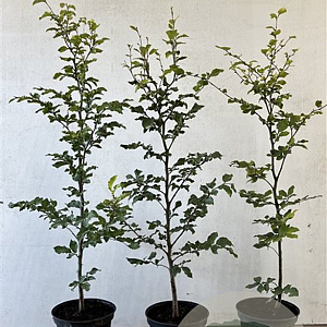 Fagus sylvatica 80-100 cm 5,0L