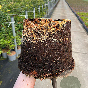 Fagus sylvatica 80-100 cm 5,0L