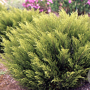 Hebe 'Golden Esk' GM 2,0L