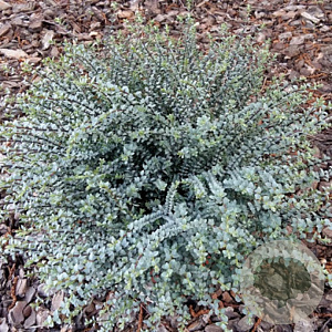 Hebe pimeleoides 'Quicksilver' GM 2,0L