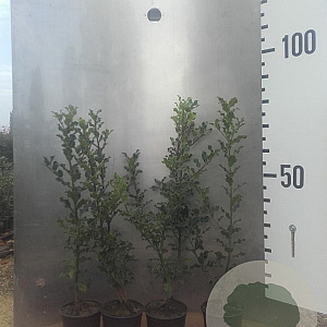 Ilex aquifolium 60-80 cm 2,0L