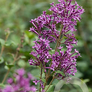 Syringa Dark Purple 60-80 cm 5,0L