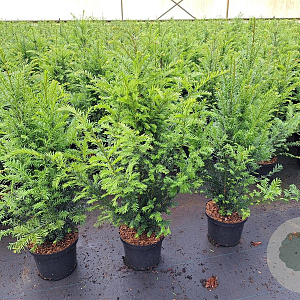 Taxus baccata 60-80 cm 5,0L