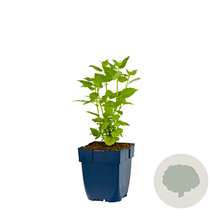 Agastache rugosa 'Alabaster' GM  P11