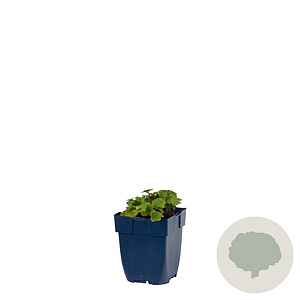 Alchemilla erythropoda GM  P11