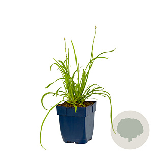 Catananche caerulea GM  P11