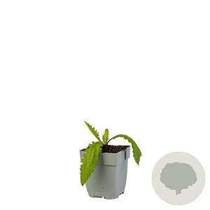 Cirsium rivulare 'Atropurpureum' GM  P11