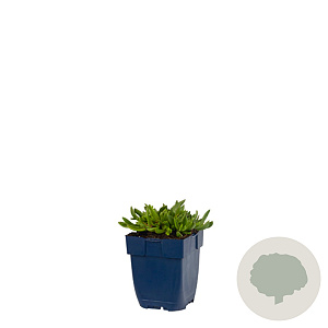 Delosperma sutherlandii GM  P11