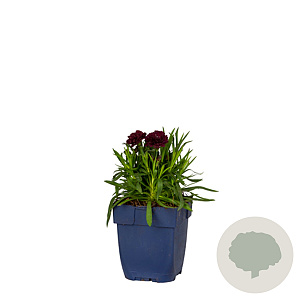 Dianthus Sunflor Paseo GM  P11