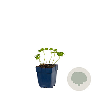 Geranium endressii 'Wargrave Pink' GM  P11