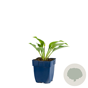 Hosta 'Blue Cadet' GM  P11
