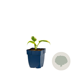 Hosta 'Permafrost' GM  P11