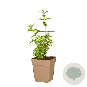 Lythrum salicaria GM  P11