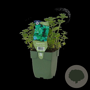 Mentha villosa 'Mojito' GM  P11