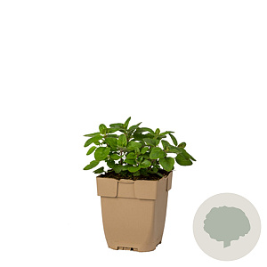 Origanum vulgare GM  P11