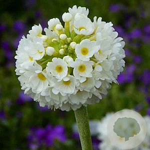 Primula denticulata 'Prom White' GM  P11