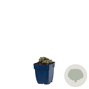 Sedum spathulifolium 'Purpureum' GM  P11