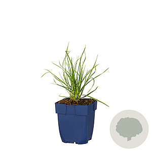 Stipa gigantea GM  P11