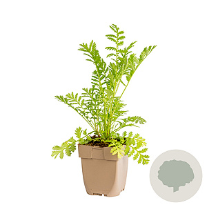 Tanacetum vulgare GM  P11