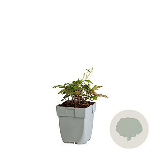 Tiarella 'Pink Skyrocket' GM  P11