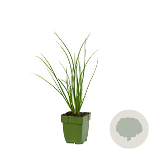 Allium tuberosum GM  P11