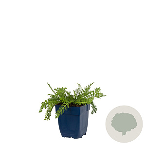 Achillea millefolium 'Terracotta' GM  P11