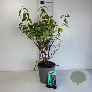 Deutzia hybrida 'Strawberry Fields' 60-80 cm cont. 65L