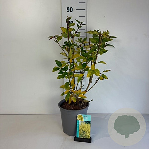 Forsythia 'Goldrausch' 50-60 cm 6,5L